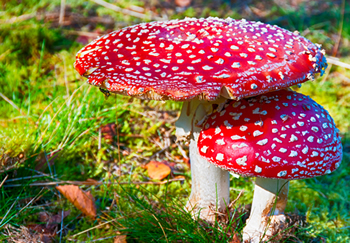 mushroom